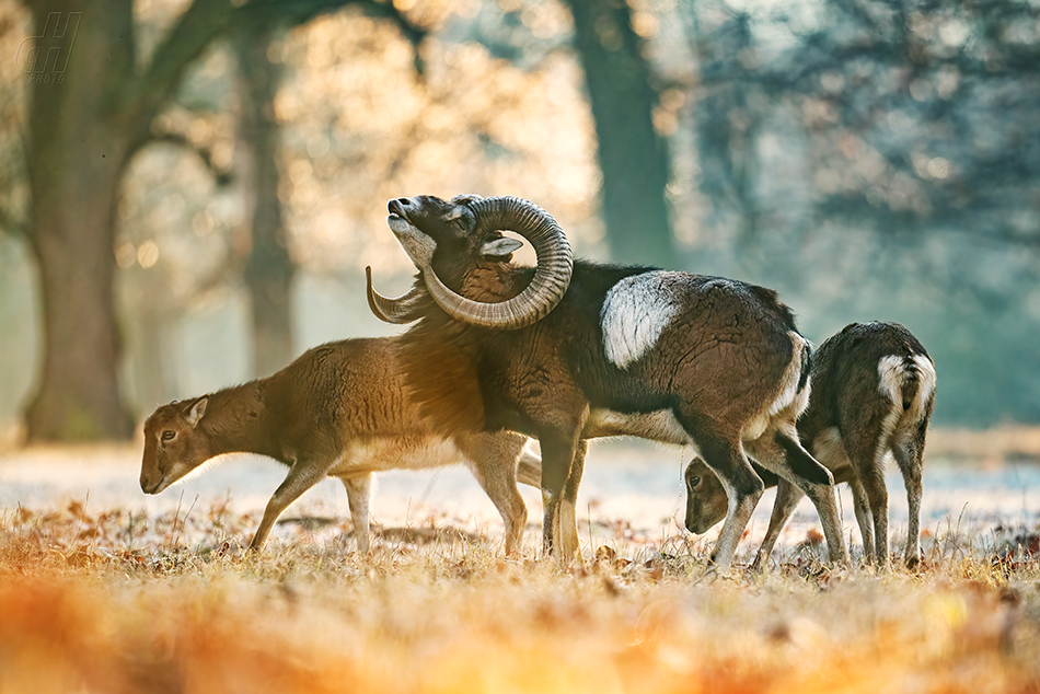 muflon - Ovis orientalis