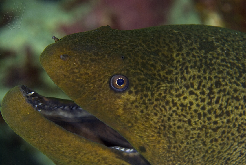 muréna jávská - Gymnothorax javanicus