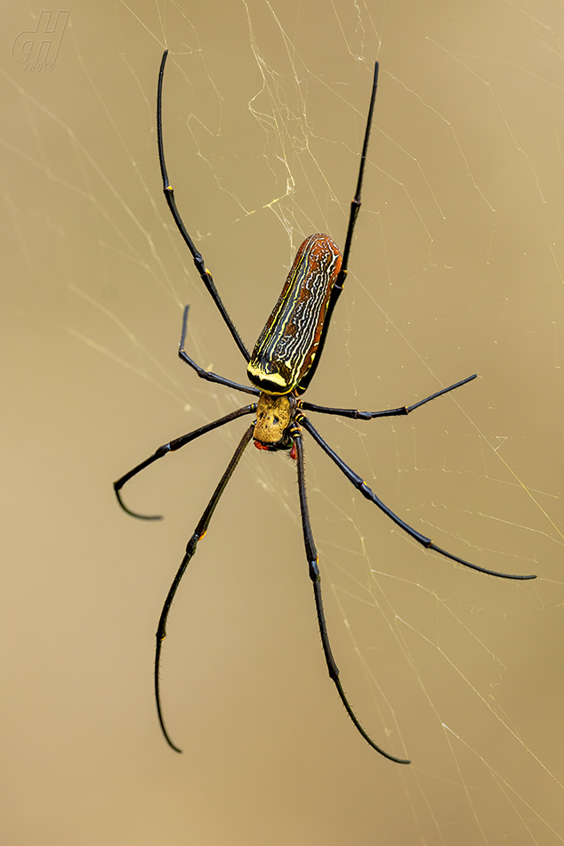 nefila chluponohá - Nephila pilipes