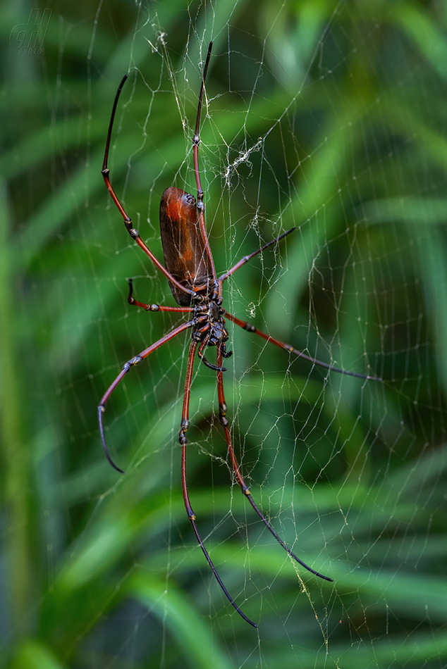 nefila Kuhliova - Nephila kuhlii