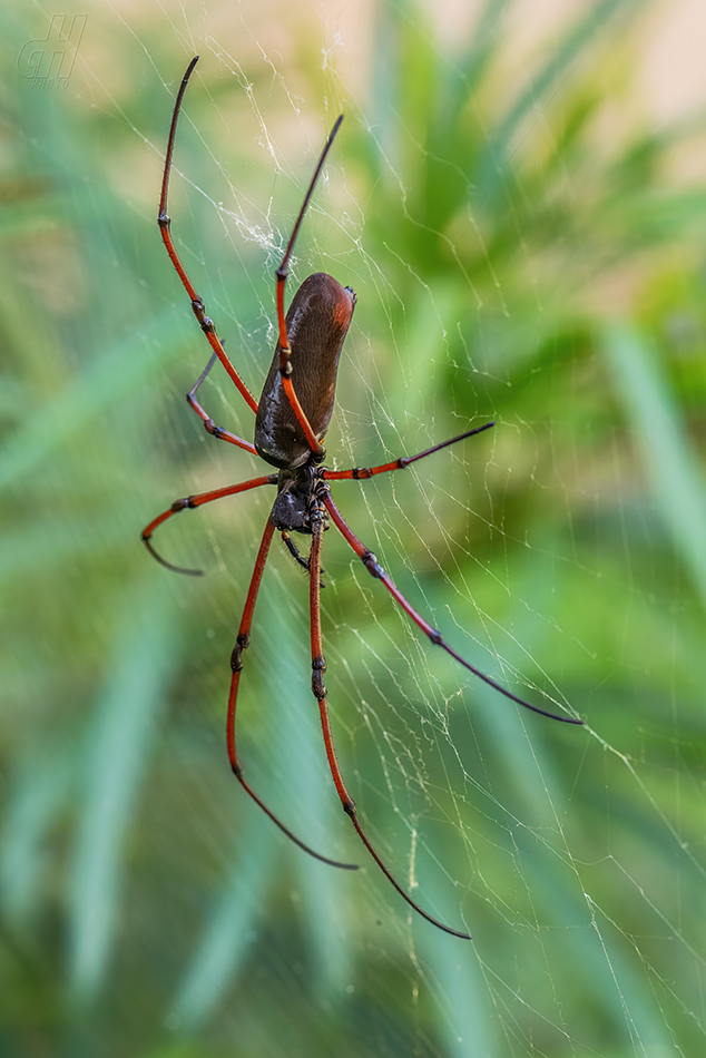 nefila Kuhliova - Nephila kuhlii