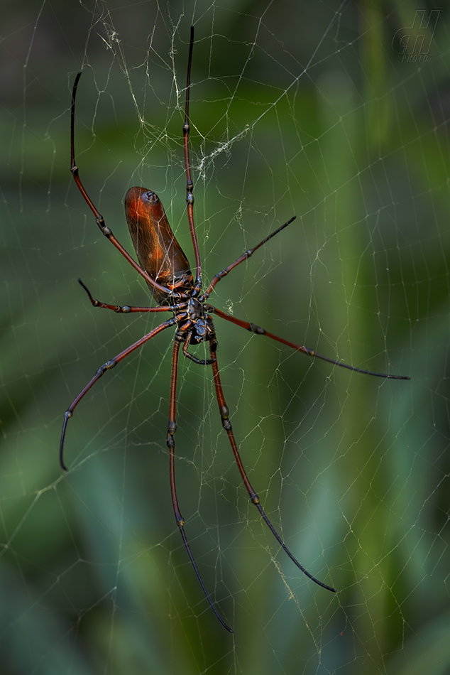 nefila Kuhliova - Nephila kuhlii