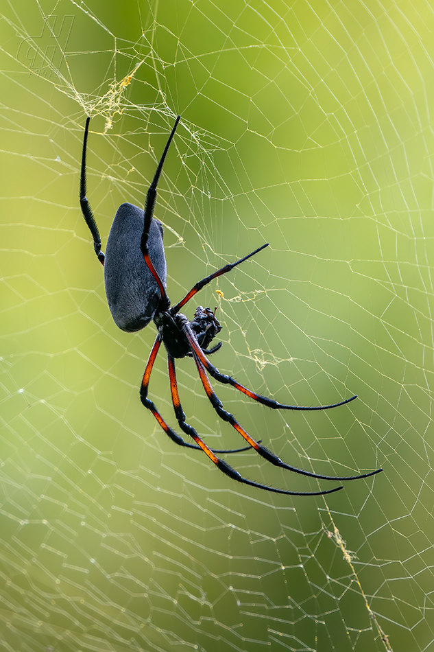 nefila zlatá - Trichonephila inaurata