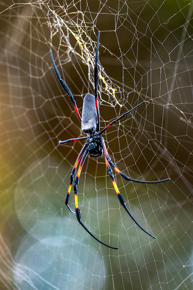 nefila zlatá - Trichonephila inaurata