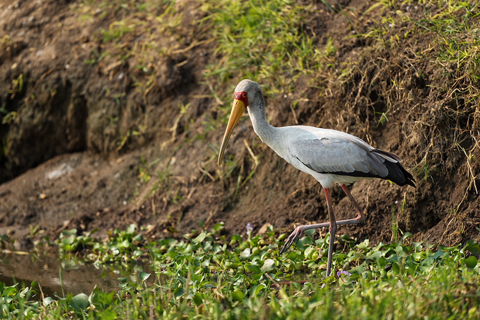 nesyt africký - Mycteria ibis