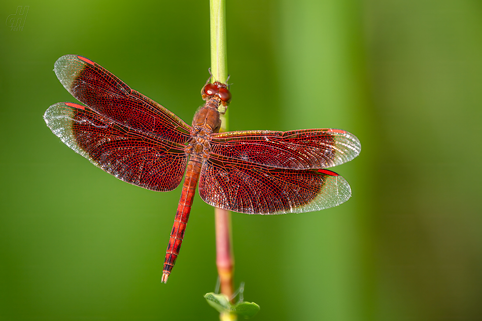 Neurothemis fluctuans