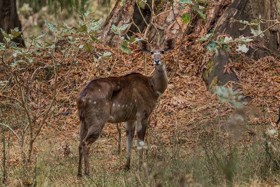 nyala horská - Tragelaphus buxtoni