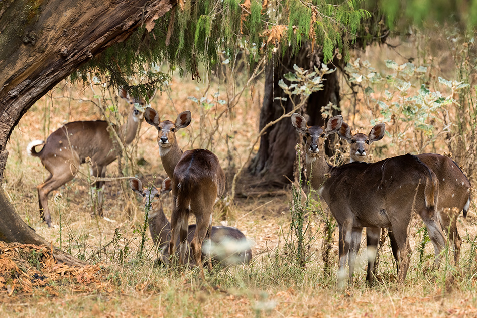 nyala horská - Tragelaphus buxtoni