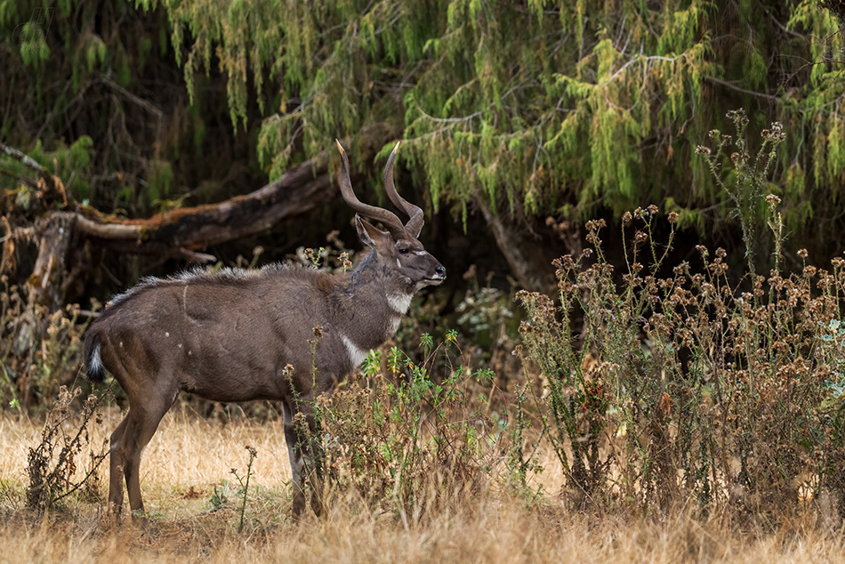 nyala horská - Tragelaphus buxtoni