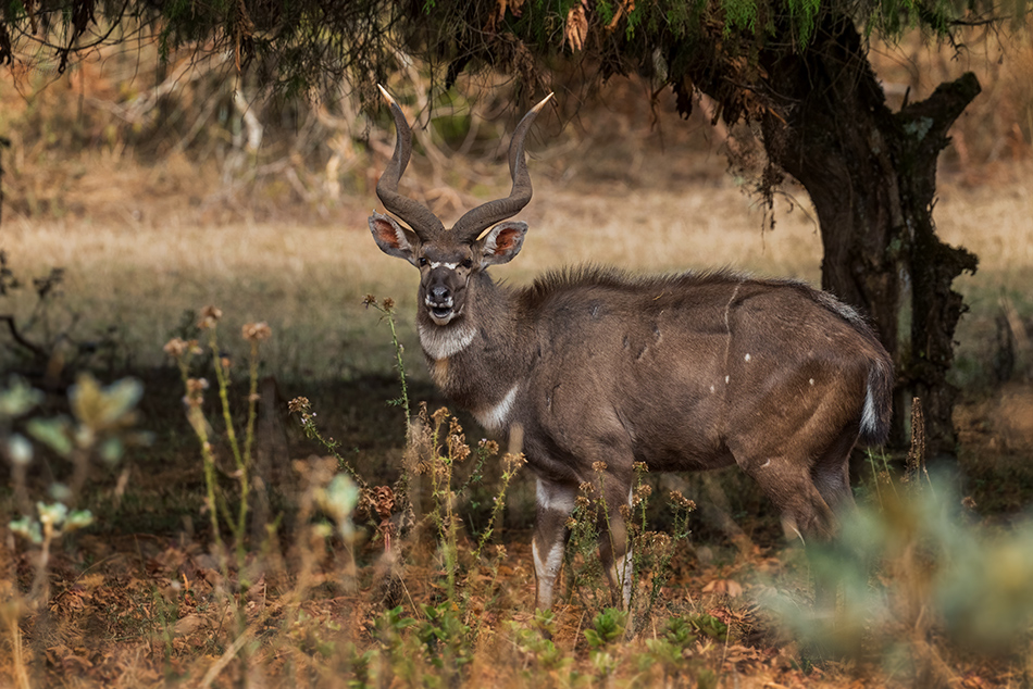 nyala horská - Tragelaphus buxtoni