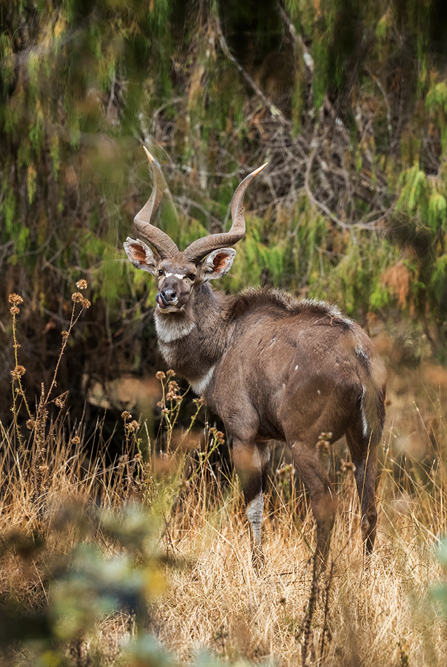 nyala horská - Tragelaphus buxtoni