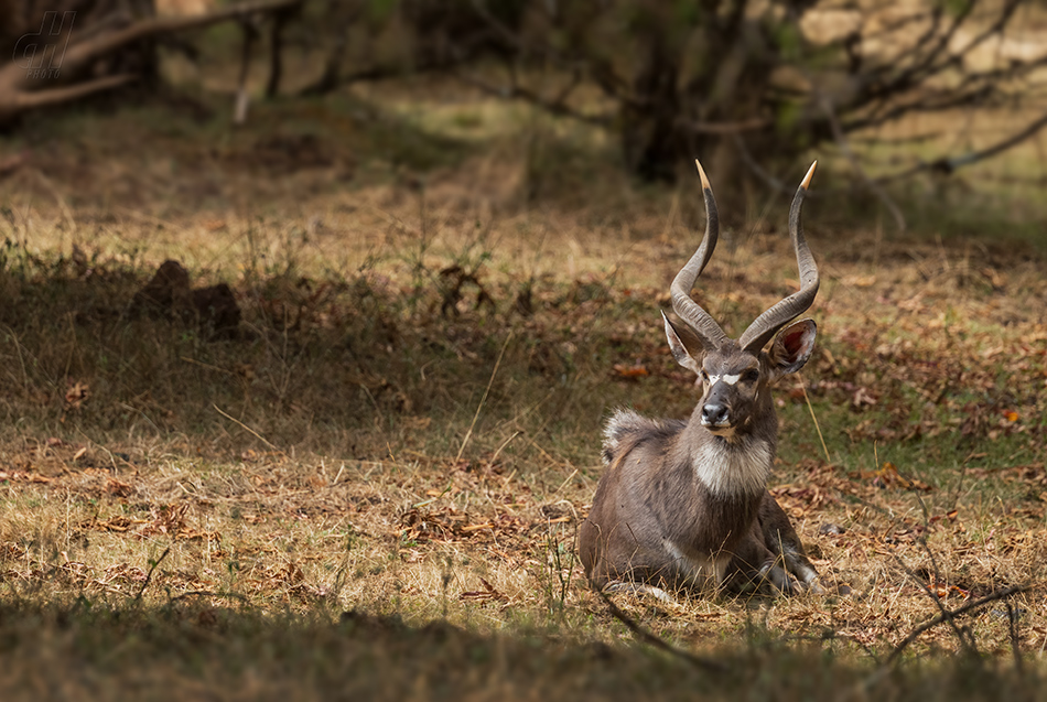 nyala horská - Tragelaphus buxtoni