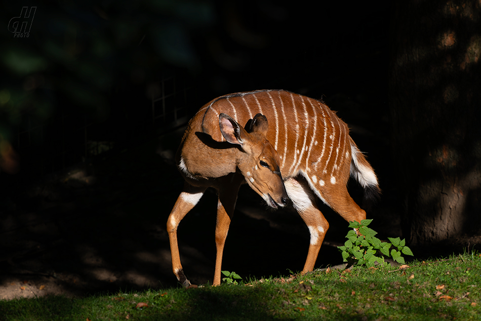 nyala nížinná - Tragelaphus angasii