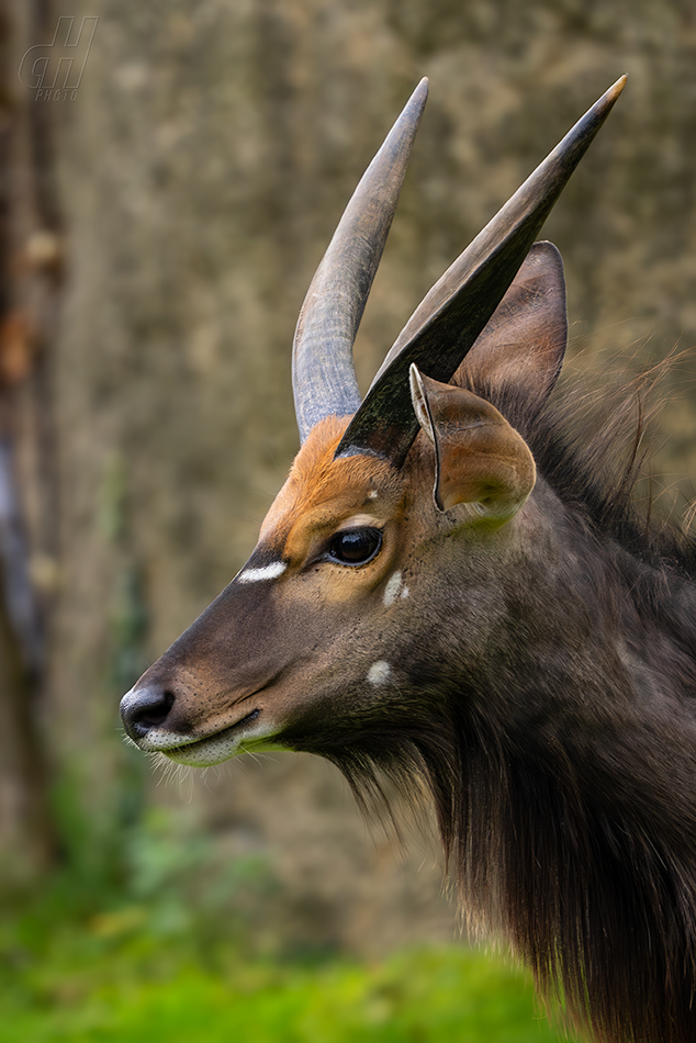 nyala nížinná - Tragelaphus angasii