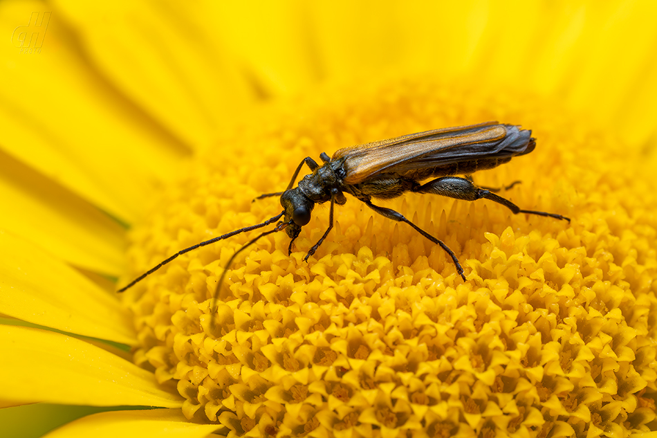 Oedemera femorata