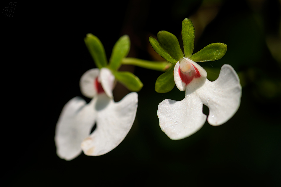 Oeonia oncidiflora