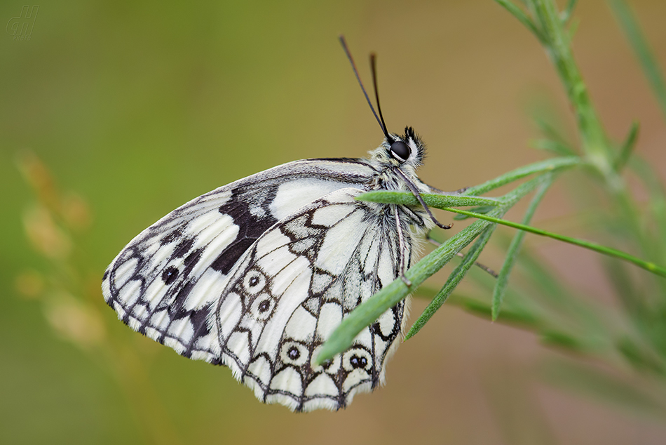 okáč bojínkový - Melanargia galathea