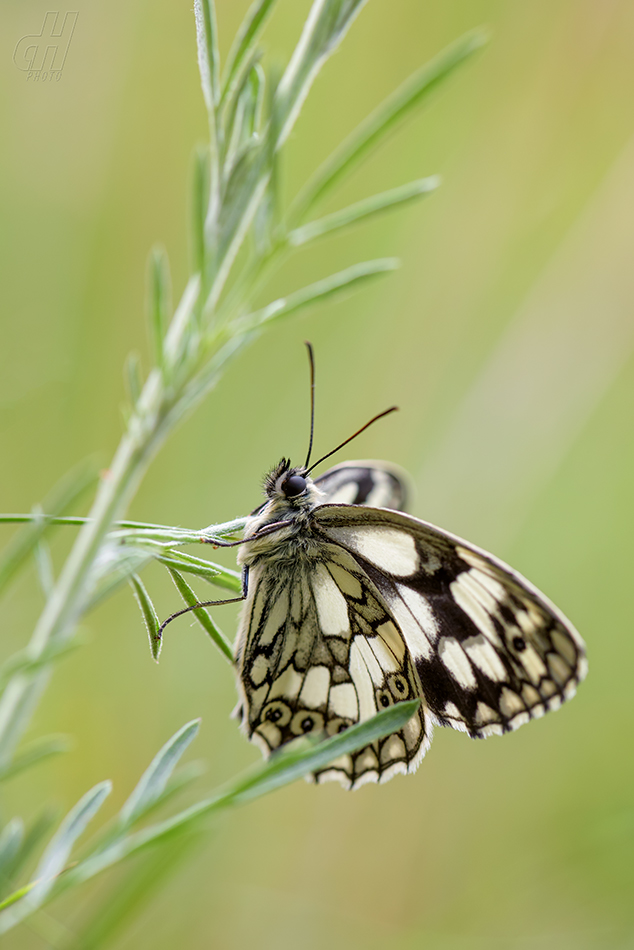 okáč bojínkový - Melanargia galathea