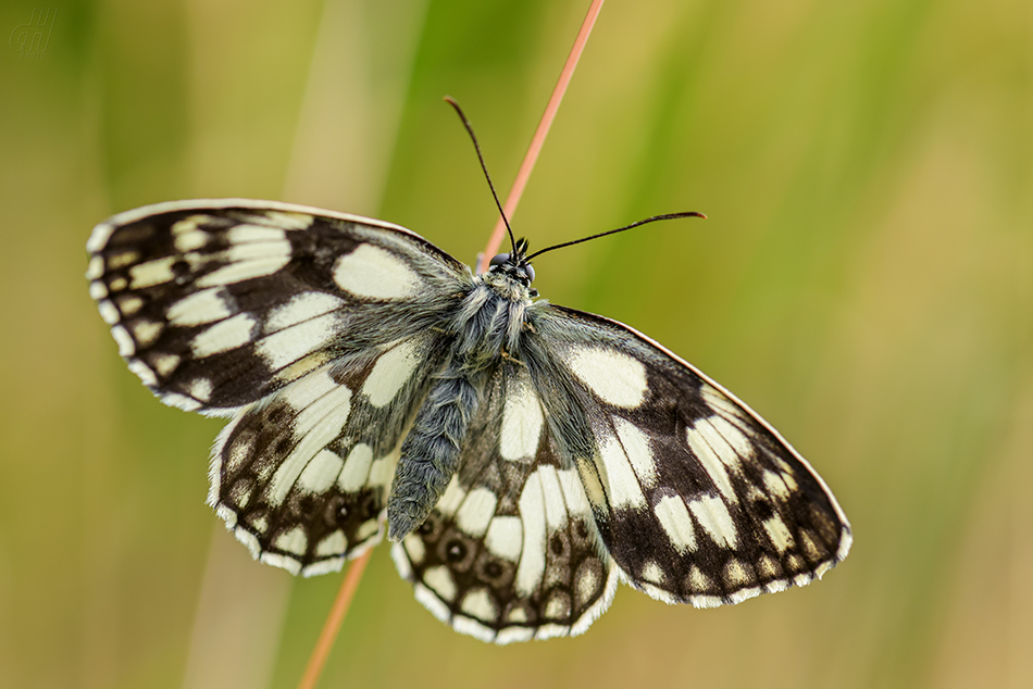 okáč bojínkový - Melanargia galathea