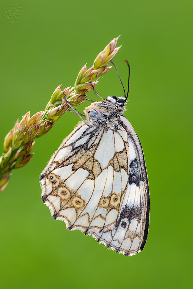 okáč bojínkový - Melanargia galathea