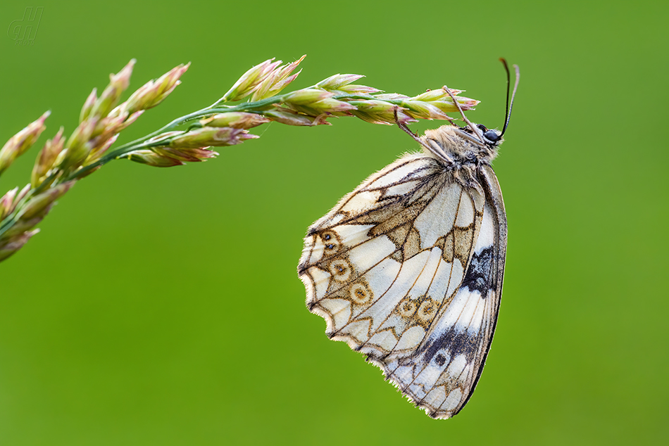 okáč bojínkový - Melanargia galathea