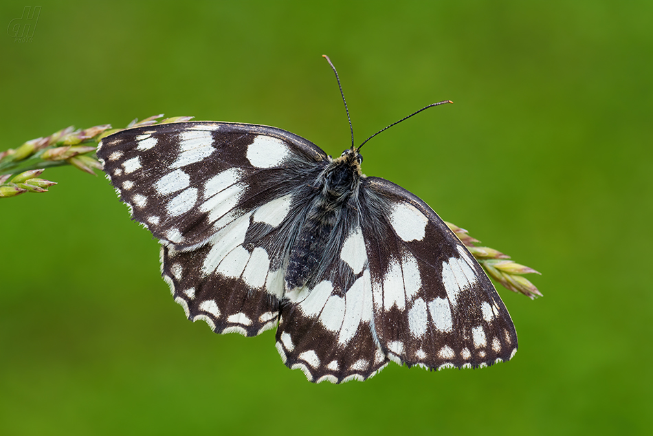 okáč bojínkový - Melanargia galathea