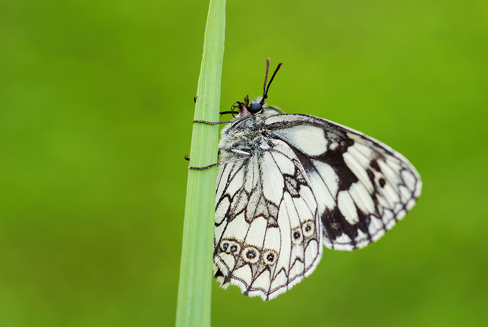 okáč bojínkový - Melanargia galathea