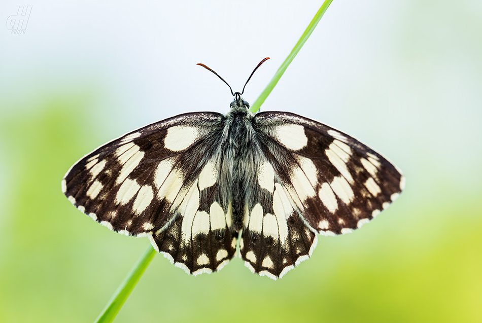 okáč bojínkový - Melanargia galathea