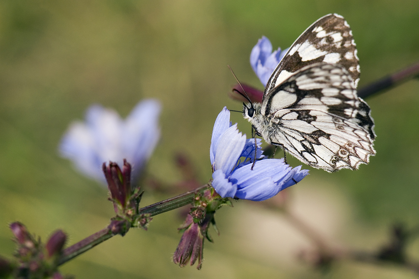 okáč bojínkový - Melanargia galathea