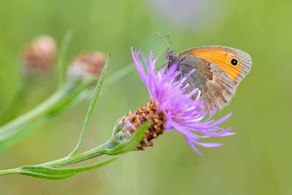 okáč poháňkový - Coenonympha pamphilus