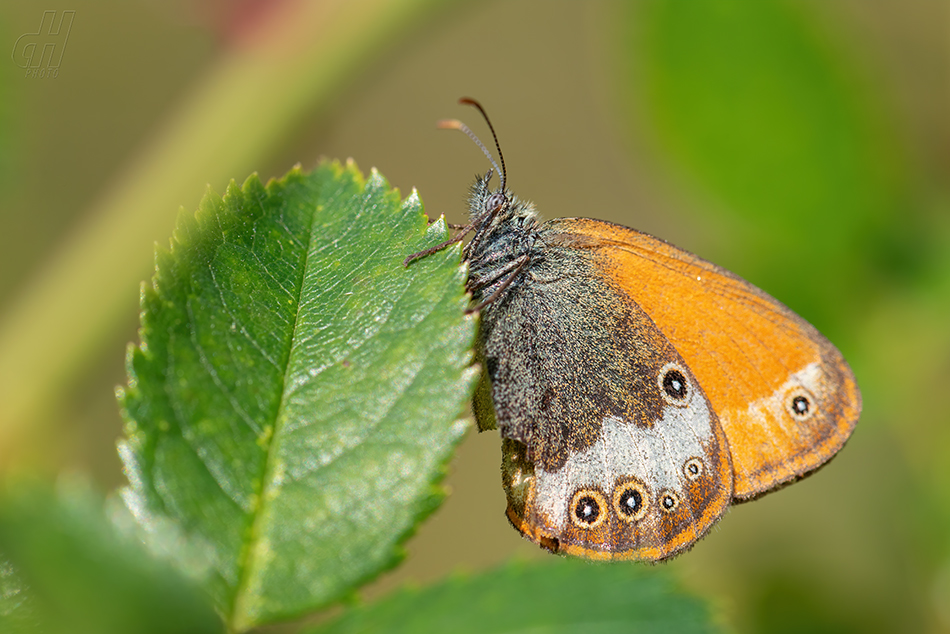 okáč strdivkový - Coenonympha arcania