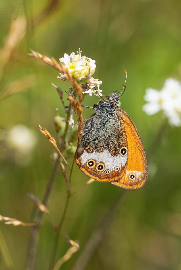 okáč strdivkový - Coenonympha arcania