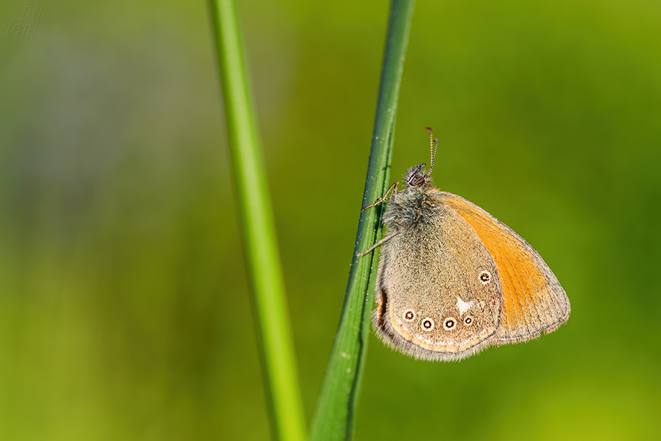 okáč třeslicový - Coenonympha glycerion