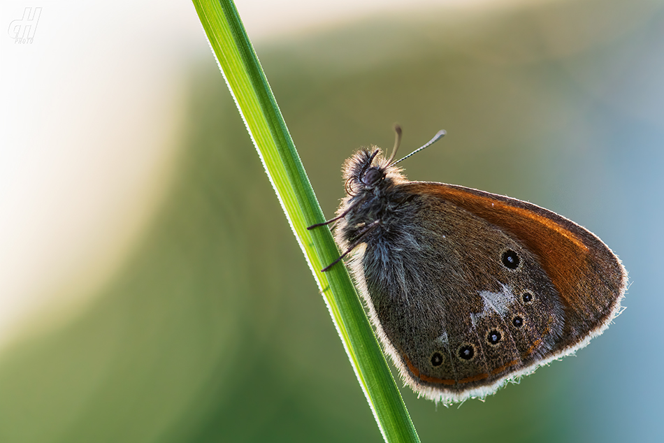 okáč třeslicový - Coenonympha glycerion