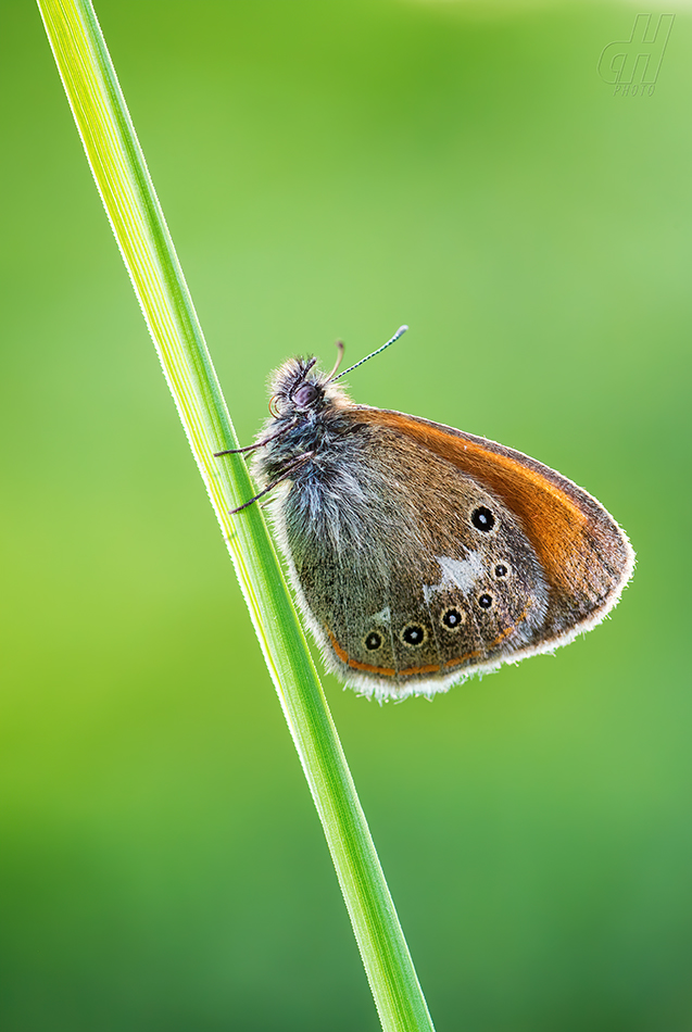 okáč třeslicový - Coenonympha glycerion