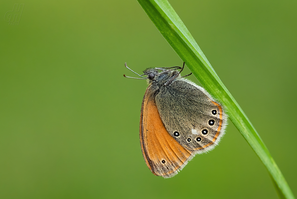 okáč třeslicový - Coenonympha glycerion