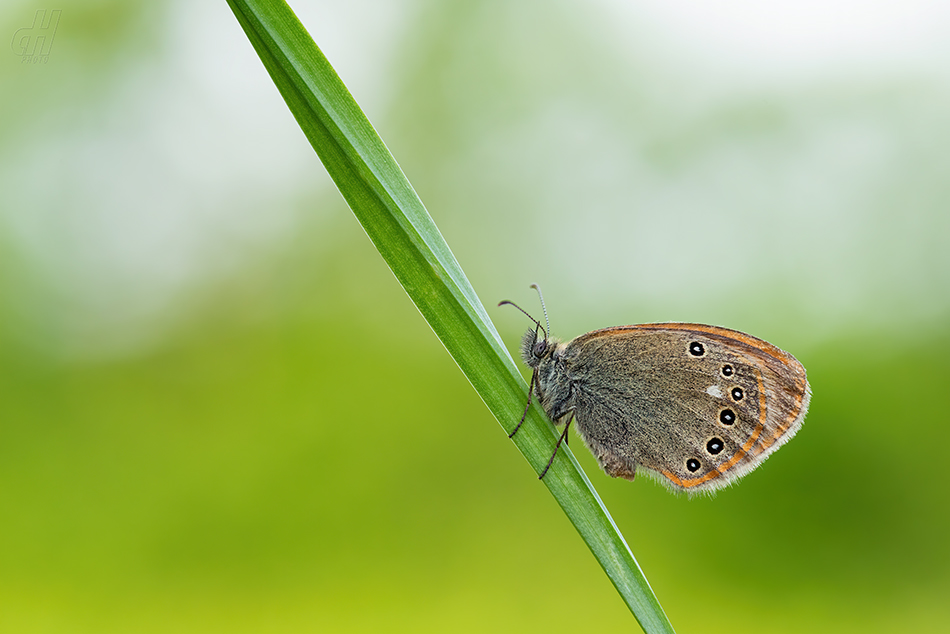 okáč třeslicový - Coenonympha glycerion