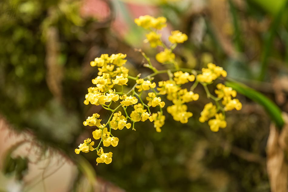 Oncidium cheirophorum