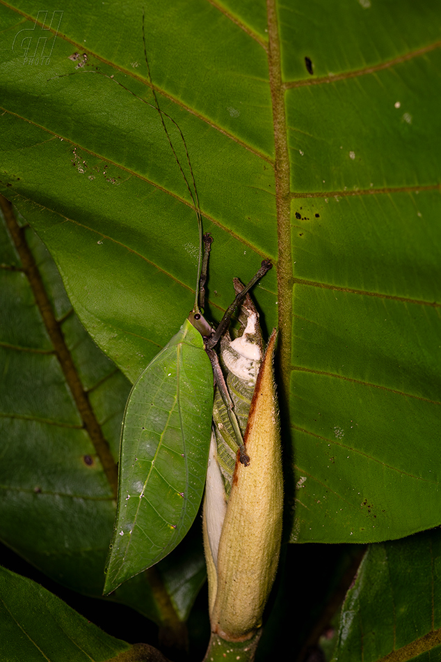 Onomarchus uninotatus