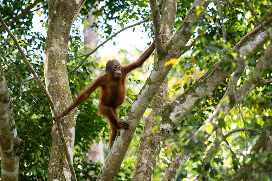 orangutan bornejský - Pongo pygmaeus