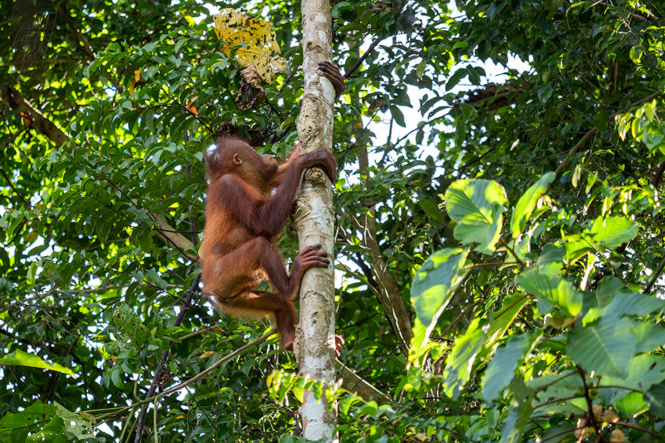 orangutan bornejský - Pongo pygmaeus