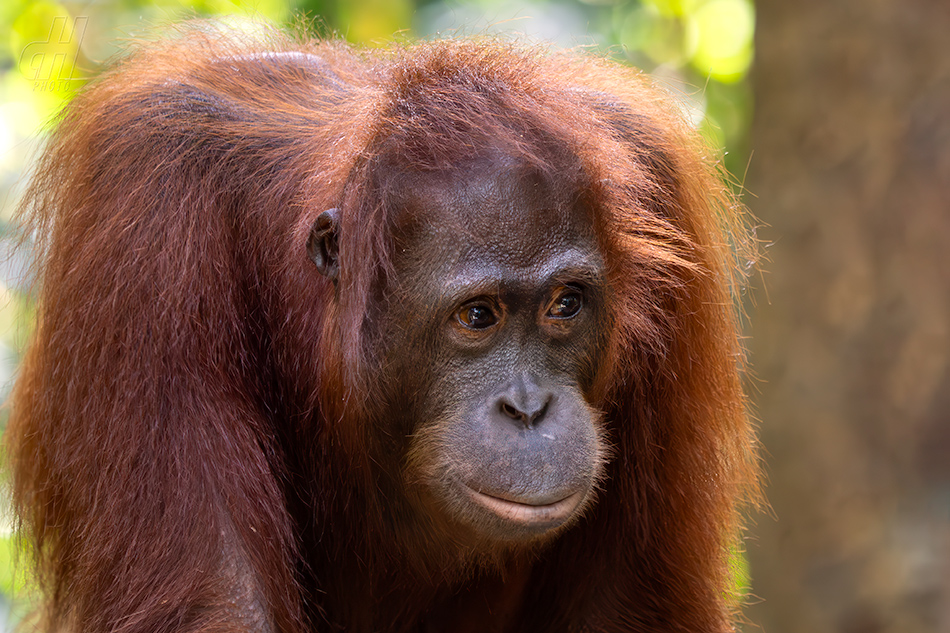 orangutan bornejský - Pongo pygmaeus