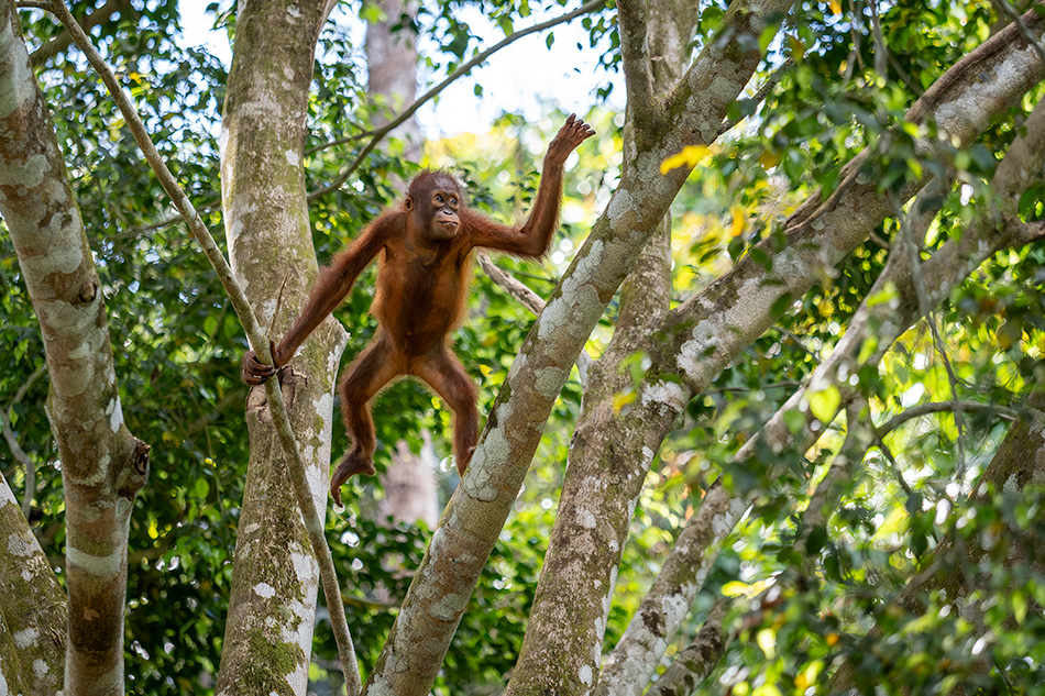 orangutan bornejský - Pongo pygmaeus