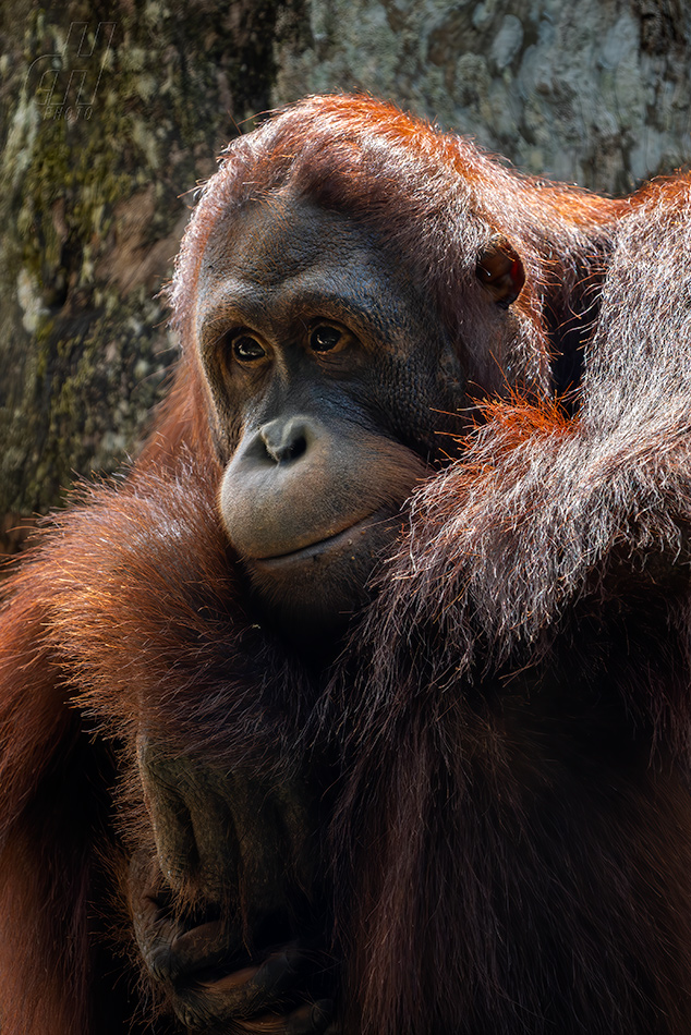 orangutan bornejský - Pongo pygmaeus