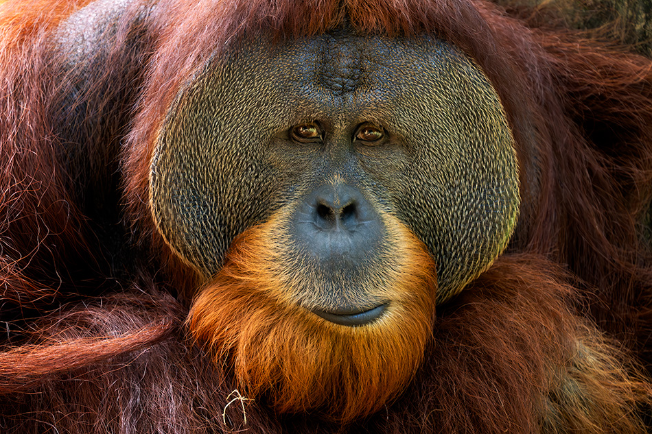 orangutan bornejský - Pongo pygmaeus