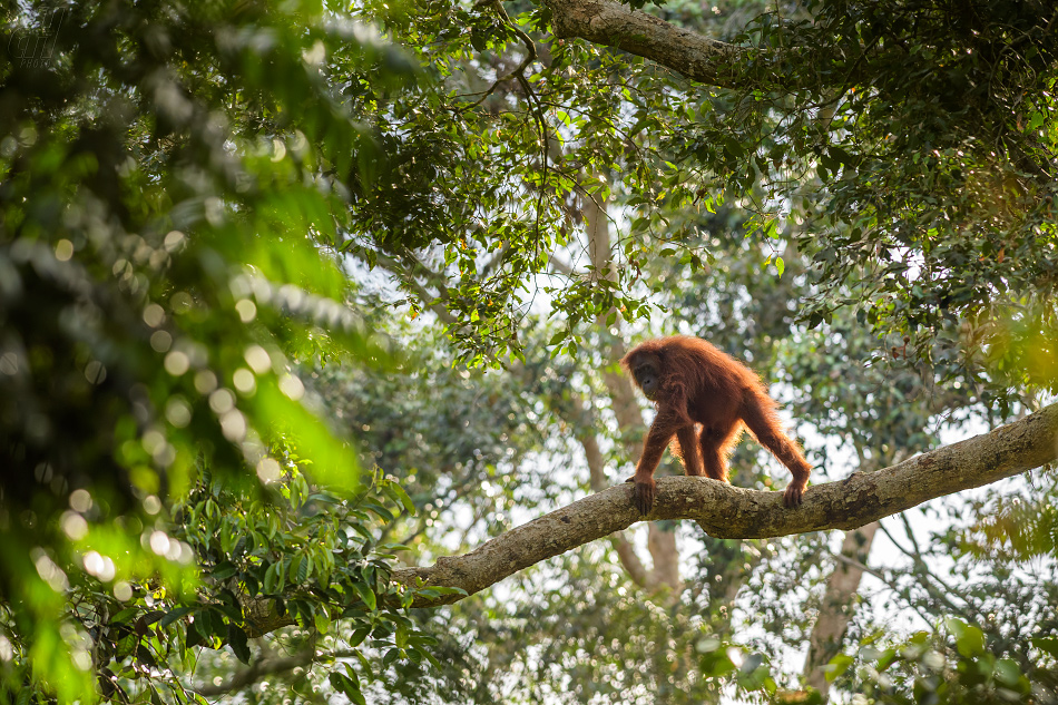 orangutan sumaterský - Pongo abelii