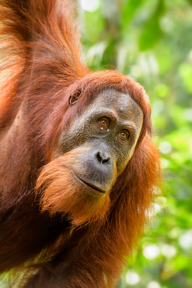 orangutan sumaterský - Pongo abelii