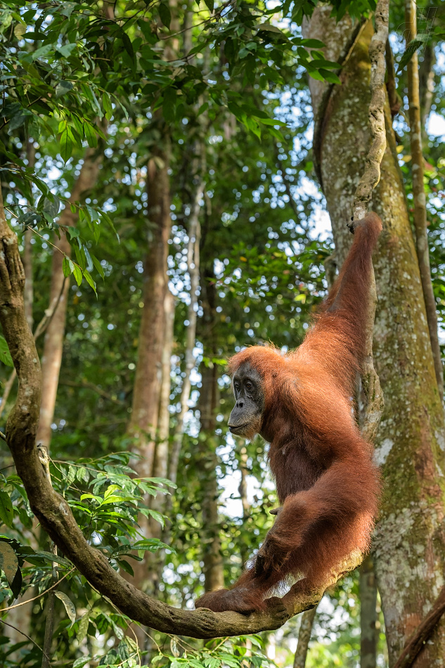 orangutan sumaterský - Pongo abelii