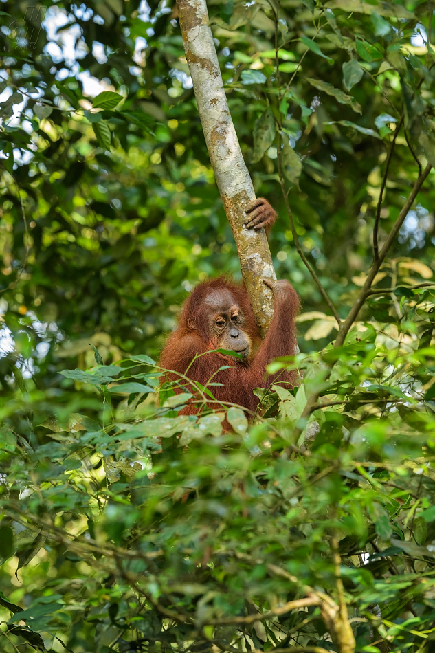 orangutan sumaterský - Pongo abelii