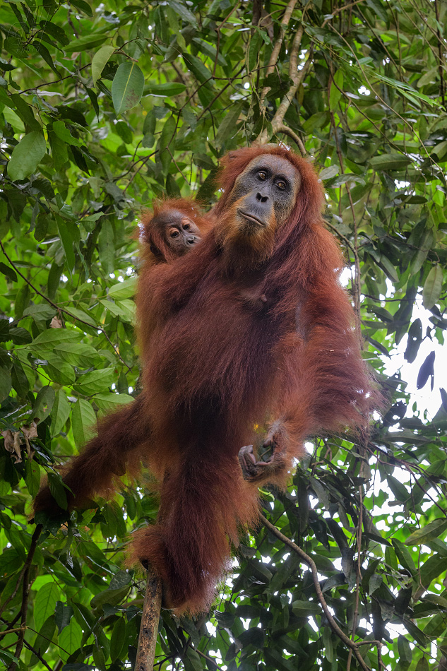 orangutan sumaterský - Pongo abelii